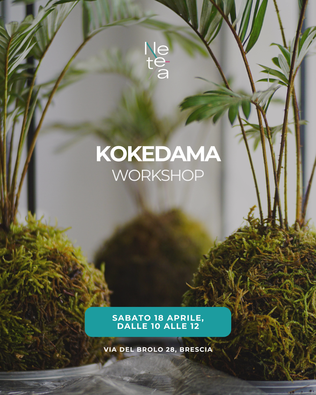 Kokedama